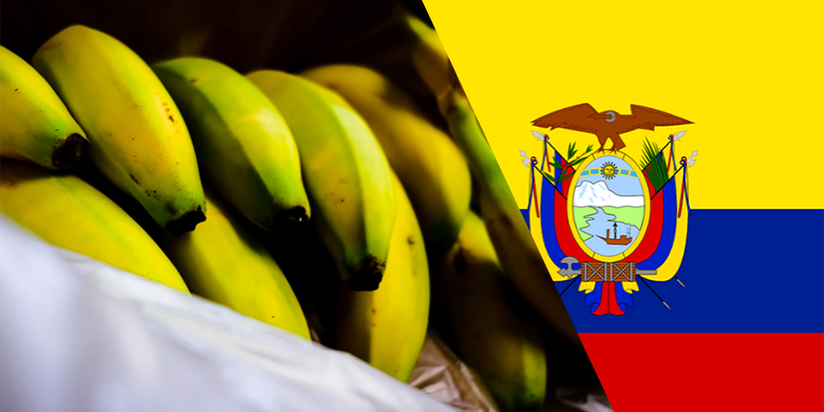 L'Ecuador spinge sull'export di banane
